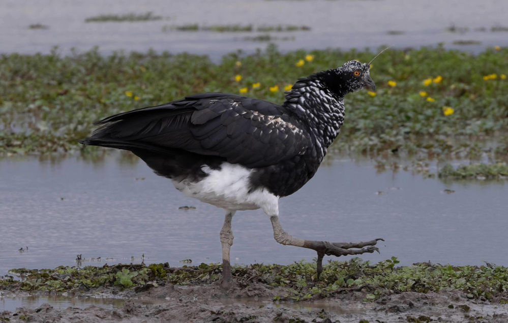 Horned Screamer, Photo: D. Ascanio.